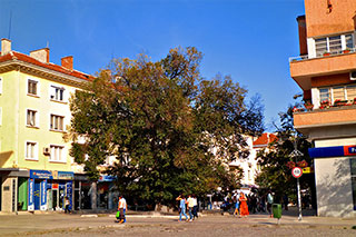 Старият бряст в Сливен