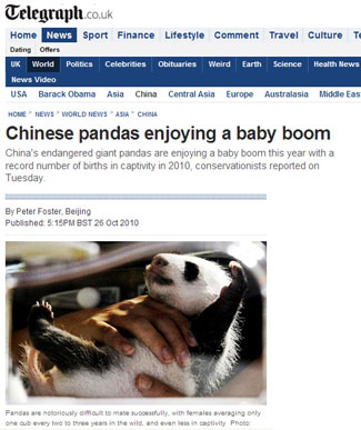 Chinese pandas enjoying a baby boom