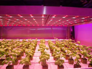 Philips Cityfarming